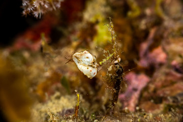 Pontoh's pygmy seahorse or the weedy pygmy seahorse, Hippocampus pontohi, is a seahorse of the family Syngnathidae native to the central Indo-pacific