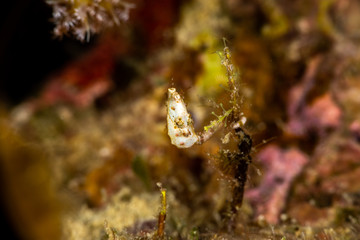 Pontoh's pygmy seahorse or the weedy pygmy seahorse, Hippocampus pontohi, is a seahorse of the family Syngnathidae native to the central Indo-pacific