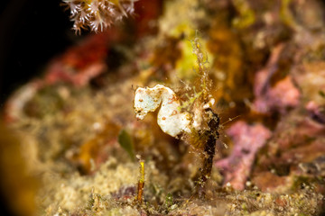 Pontoh's pygmy seahorse or the weedy pygmy seahorse, Hippocampus pontohi, is a seahorse of the family Syngnathidae native to the central Indo-pacific