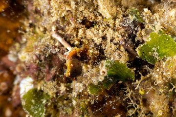 Pontoh's pygmy seahorse or the weedy pygmy seahorse, Hippocampus pontohi, is a seahorse of the family Syngnathidae native to the central Indo-pacific