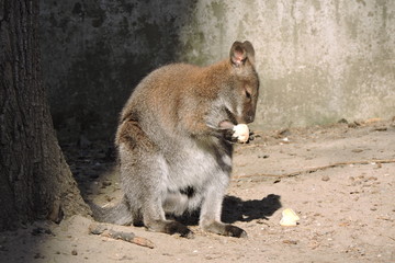A portrait of a red-necked wallaby sitting on ground and eating a roll