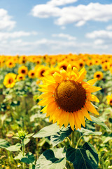 Fototapeta premium Fields with an infinite sunflower. Agricultural field.
