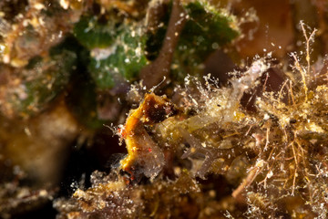 Pontoh's pygmy seahorse or the weedy pygmy seahorse, Hippocampus pontohi, is a seahorse of the family Syngnathidae native to the central Indo-pacific