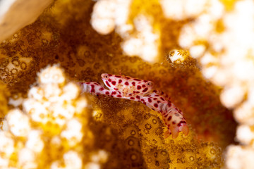 Red spotted Coral Crab, Trapezia rufopunctata, is a species of guard crabs in the family Trapeziidae