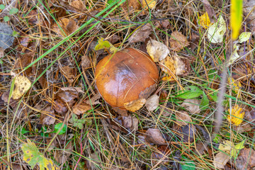 Butter mushroom growing in autumn forest among leaves and grass. Suillus luteus or Slippery Jack edible mushroom top view. Chalciporus Boletaceae