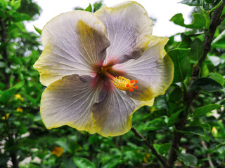 Beautiful Hibiscus flowers in the garden.Hibiscus Rosa-Sinensis flower known as Chinese hibiscus,China rose,Hawaiian hibiscus.