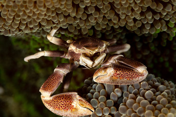 Porcelain crab from the Indo-Pacific region, Neopetrolisthes maculatus