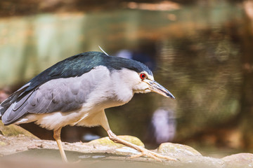 great blue heron