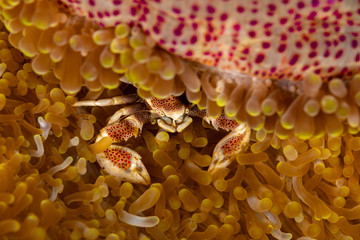 Porcelain crab from the Indo-Pacific region, Neopetrolisthes maculatus