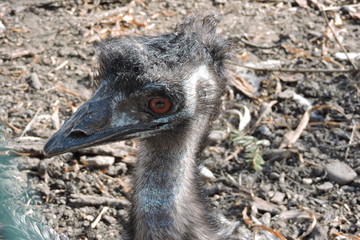 A close-up of emu and sparse black shaggy feathers