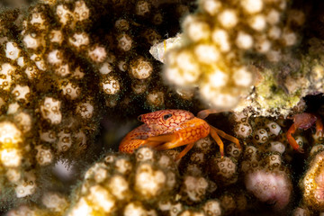 Red spotted Coral Crab, Trapezia rufopunctata, is a species of guard crabs in the family Trapeziidae