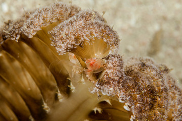 Porcellanella picta, Porcelain crab