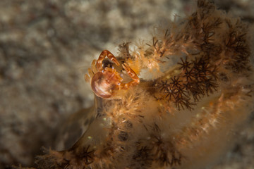 Porcellanella picta, Porcelain crab