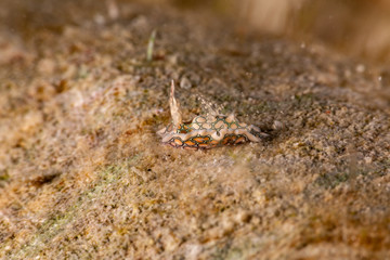 Psychedelic Batwing Slug, Sagaminopteron psychedelicum, Headshield slugs, bright and colourful colour pattern