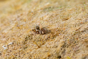 Psychedelic Batwing Slug, Sagaminopteron psychedelicum, Headshield slugs, bright and colourful colour pattern