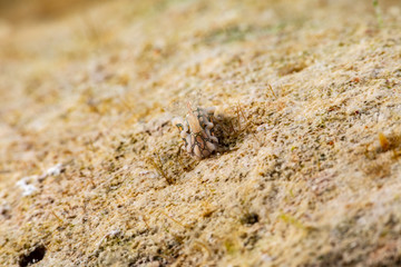 Psychedelic Batwing Slug, Sagaminopteron psychedelicum, Headshield slugs, bright and colourful colour pattern