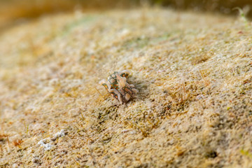 Psychedelic Batwing Slug, Sagaminopteron psychedelicum, Headshield slugs, bright and colourful colour pattern