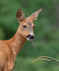 The roe deer (Capreolus capreolus), also known as the roe, western roe deer or European roe, is a species of deer. The male of the species is sometimes referred to as a roebuck. 