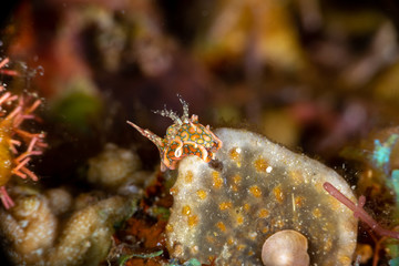 Psychedelic Batwing Slug, Sagaminopteron psychedelicum, Headshield slugs, bright and colourful colour pattern