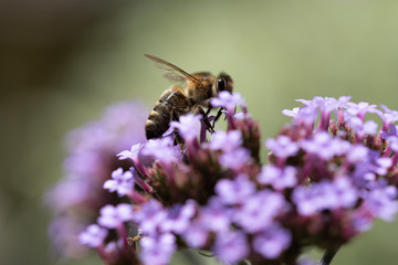 Honeybee on purple flower head