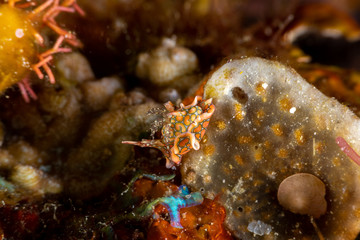 Psychedelic Batwing Slug, Sagaminopteron psychedelicum, Headshield slugs, bright and colourful colour pattern