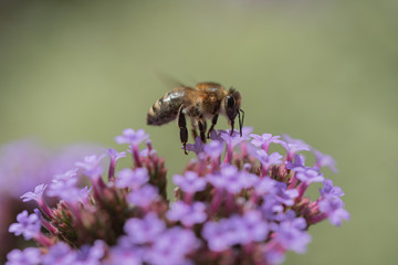 Honeybee on purple flow