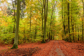 Colorful and stunning forest in the autumn in Europe