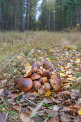 Butter mushrooms gathered by mushroomers lying on ground in autumn forest among leaves and grass. Suillus luteus or Slippery Jack edible mushrooms heap at forest edge.