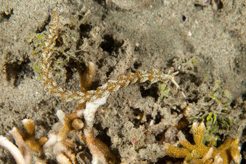 Pteraeolidia semperi
