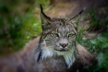 The Canada lynx (Lynx canadensis),animal native to north America, picture from ZOO