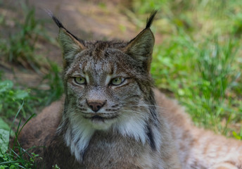 The Canada lynx (Lynx canadensis),animal native to north America, picture from ZOO