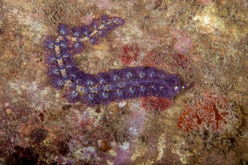 Pteraeolidia semperi