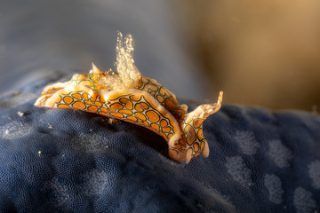 Psychedelic Batwing Slug, Sagaminopteron psychedelicum, Headshield slugs, bright and colourful colour pattern