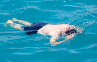 A man swims in the water in the water