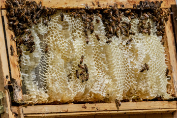 Honeycomb while collecting honey in the garden