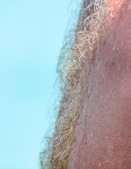 Fototapeta premium The hair on the chest of a man on a blue background