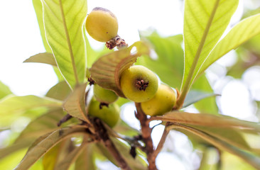 The fruit of the medlar on the branches of a tree