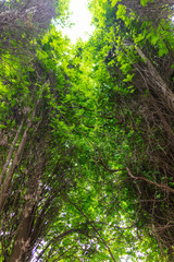Tree bark giant in the park