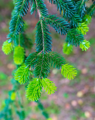 New green needles on coniferous branches