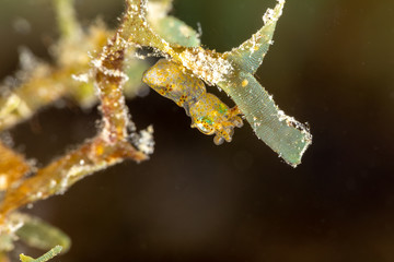 Pygmy Squid, Two-Tone Pygmy Squid - Ideosepius pygmaeus, is a species of bobtail squid native to the Indo-Pacific