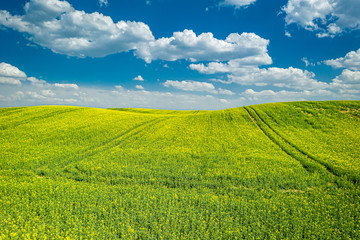 Blooming rape fields in spring, aerial view of Poland