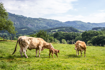 A cow has just given birth on a mountain in Navarra. The mother trying to lift her daughter so that the first steps.