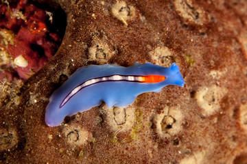 Racing Stripe Flatworm