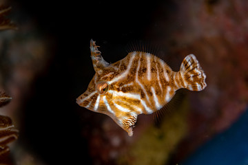 Radial filefish or the radial leatherjacket, Acreichthys radiatus, found among soft corals