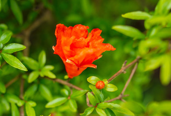 Red flower on pomegranate