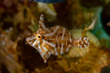 Radial filefish or the radial leatherjacket, Acreichthys radiatus, found among soft corals