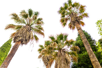 Fototapeta na wymiar Branches of palm trees in nature in summer