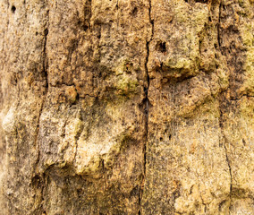 Bark on a palm tree as an abstract background