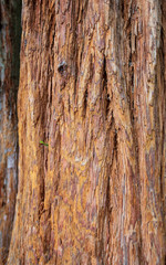 Tree bark giant in the park
