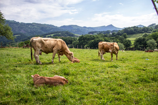 A cow has just given birth on a mountain in Navarra. The mother cleans it